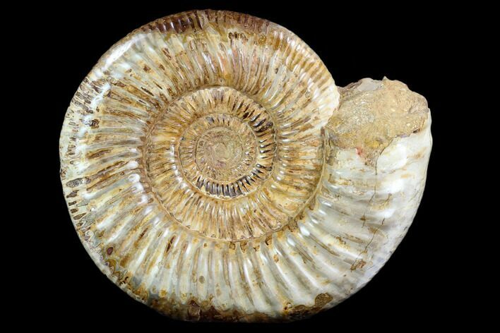 Polished Jurassic Ammonite (Perisphinctes) - Madagascar #123297